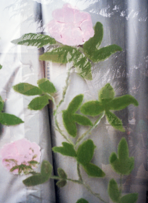 Blooming on the glaa